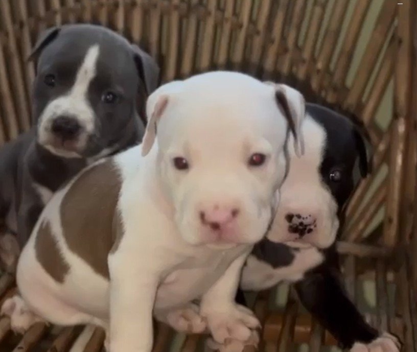 Order Female Pitbull Puppy from Kolkata